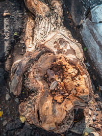 Close-up of tree trunk rock