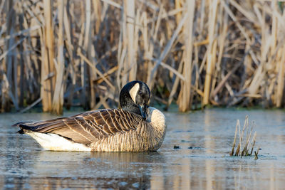A canada goose, branta canadensis, rests on the water at a wetland in culver, indiana