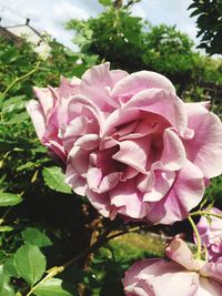 Close-up of pink bougainvillea blooming outdoors