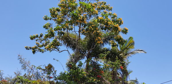 Low angle view of tree against clear blue sky