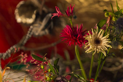 Close-up of red flowering plant