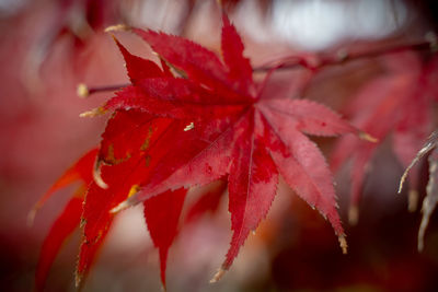 Close-up of red maple leaves