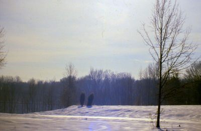 Empty road along trees