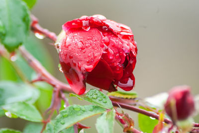 Close-up of red rose flower