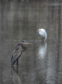 Gray heron in lake