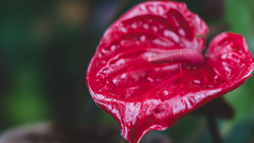 Close-up of wet red rose flower
