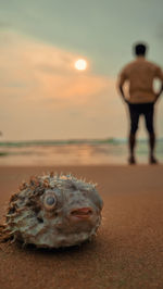 Rear view of man standing on beach with pufferfish 