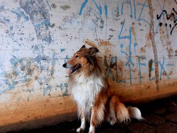 Dog looking away while sitting on wall