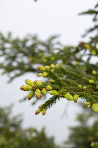 Low angle view of pine tree