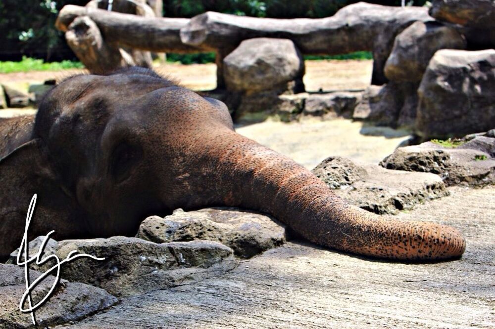 animal themes, animals in the wild, wildlife, zoo, one animal, relaxation, sand, animals in captivity, mammal, day, focus on foreground, sunlight, close-up, reptile, outdoors, side view, wood - material, nature, log, resting