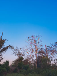 Low angle view of trees against clear blue sky