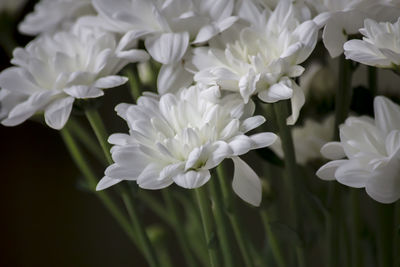 Close-up of white flowers blooming outdoors