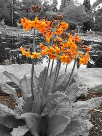 Orange flowers on plant