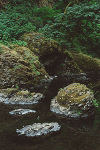 Close-up of rocks by river in forest