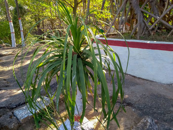 Close-up of plants growing on field