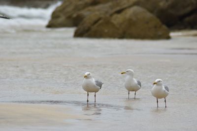Birds perching on beach