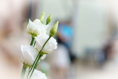 Close-up of white flowering plant