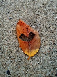 High angle view of autumn leaf