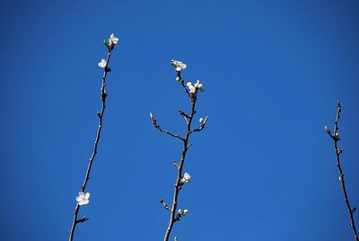 Low angle view of flowering plants against clear blue sky