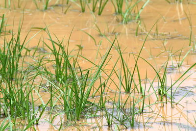 Close-up of plants growing on land