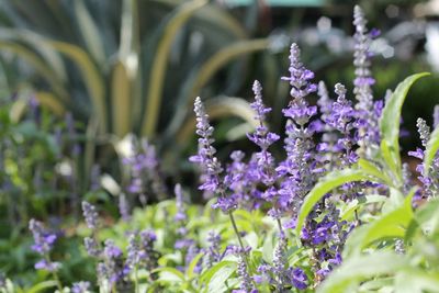 Close-up of purple flowers
