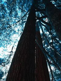 Low angle view of trees against sky