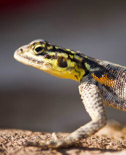 Close-up of lizard