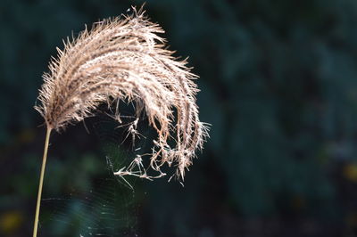 Close-up of plant