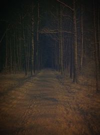 Empty road amidst trees in forest