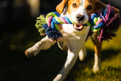Beagle dog runs in garden towards the camera with colorful toy. sunny day dog fetching a toy.