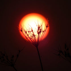 Close-up of silhouette plant against orange sunset sky