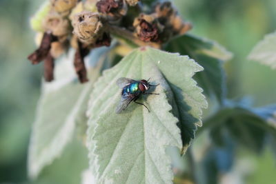 High angle view of housefly on leaf