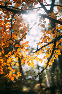 Low angle view of tree against sky