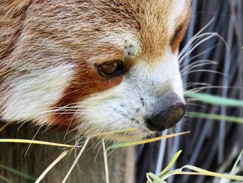 Close-up of red panda