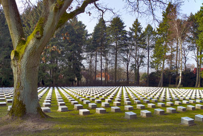 Trees growing in cemetery