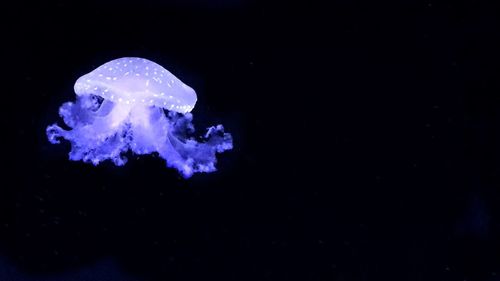 Close-up of jellyfish swimming in sea