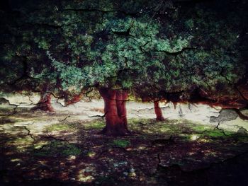 Trees in forest