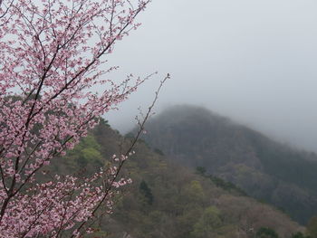 Cherry blossom tree against sky