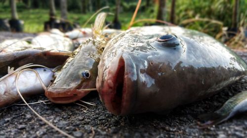 Close-up of fish