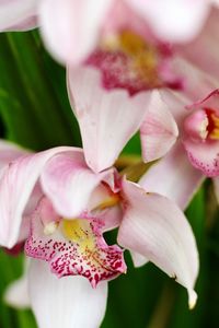 Close-up of pink flowers blooming outdoors