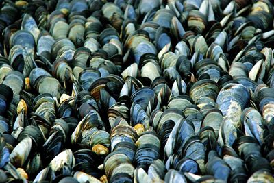 Full frame shot of mussels 