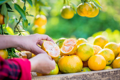 Midsection of woman holding fruits