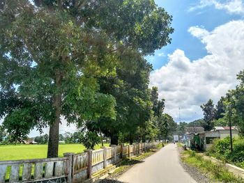 Empty road along trees and plants in city