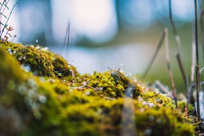 Close-up of moss growing on rock