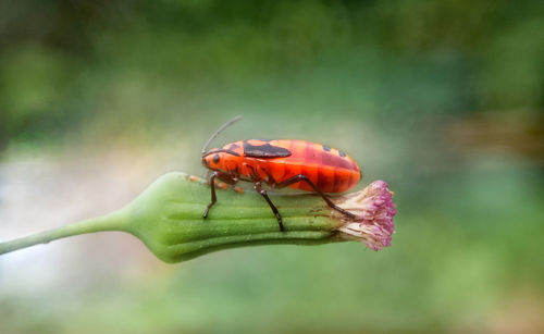 Close-up of insect pollinating on flower