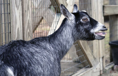 Close-up of a goat