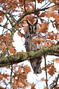 Low angle view of bird perching on tree