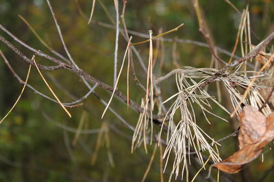 Close-up of spider web on plant