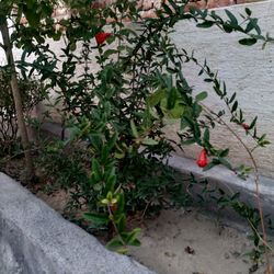 High angle view of flowering plants on wall