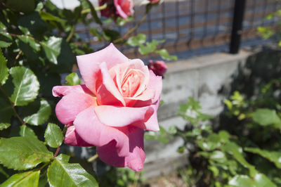 Close-up of pink rose